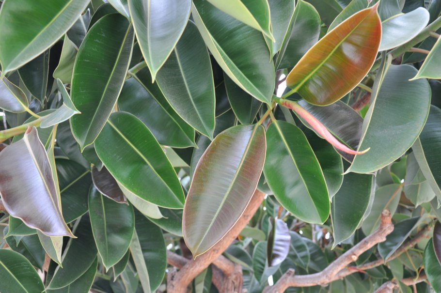 Фикус каучуконосный