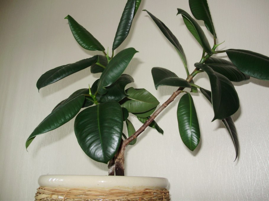 Фикус каучуконосный