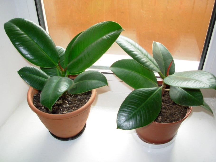 Фикус каучуконосный комнатное растение