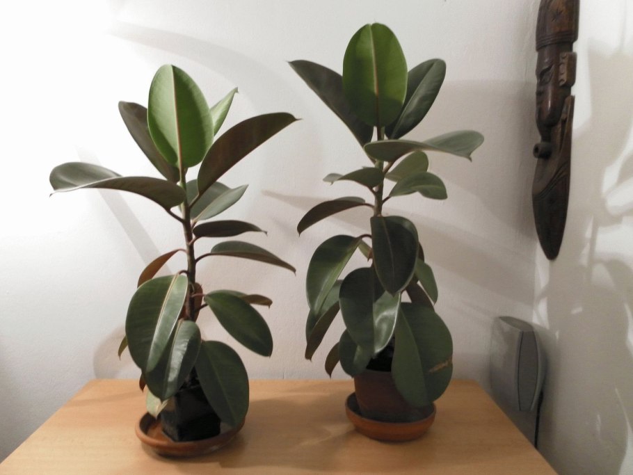 Фикус каучуконосный Ficus elastica