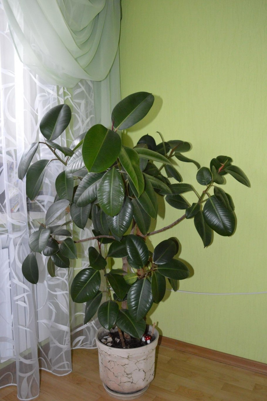 Фикус эластичный каучуконосный