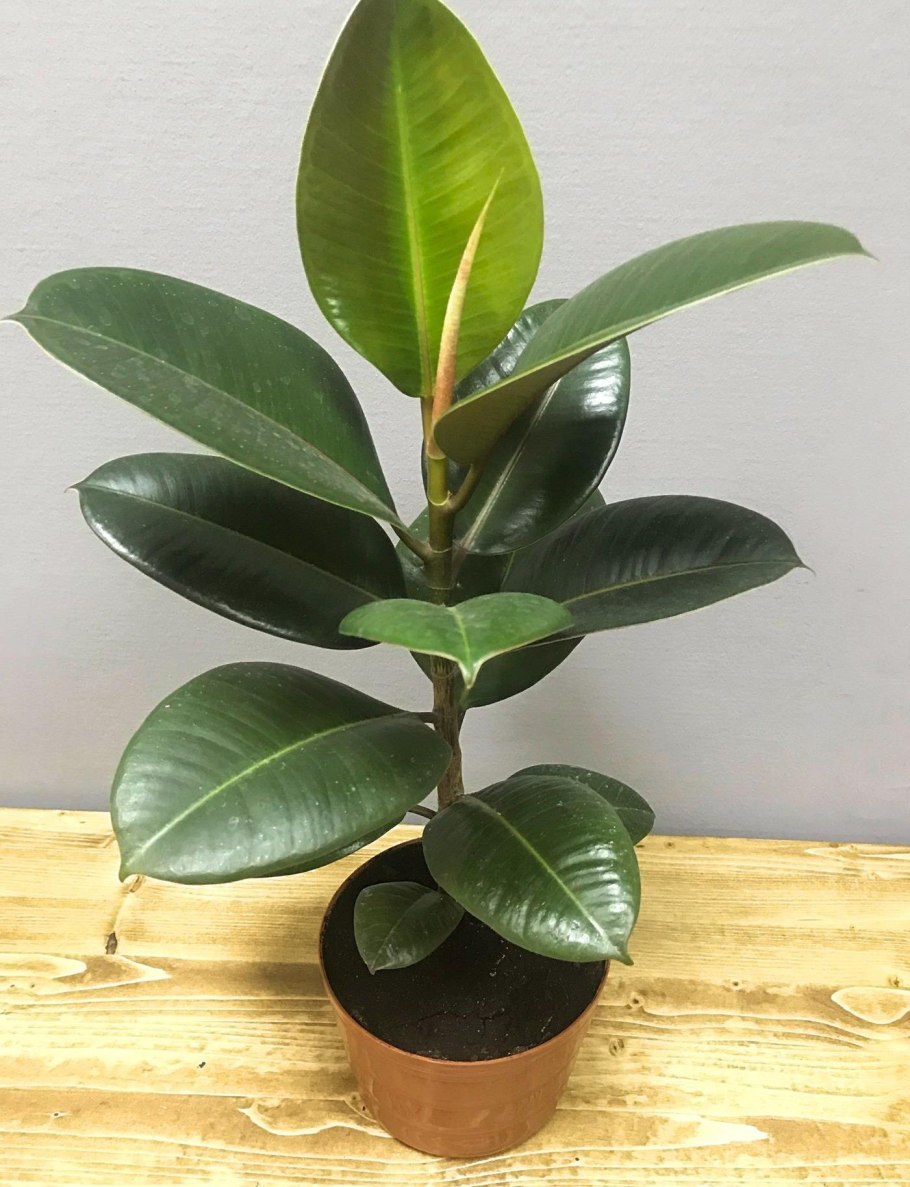 Фикус каучуконосный эластика