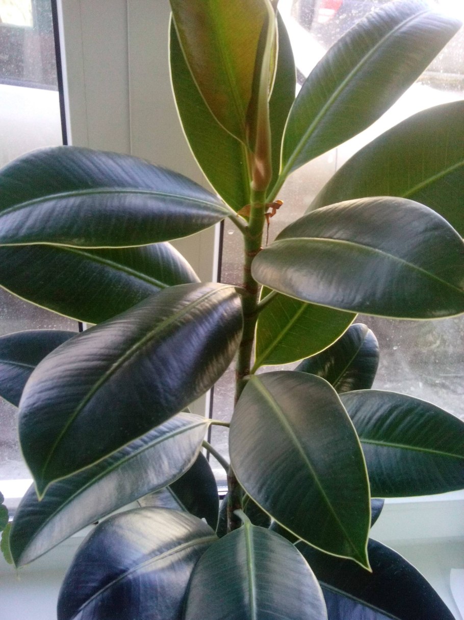 Фикус каучуконосный