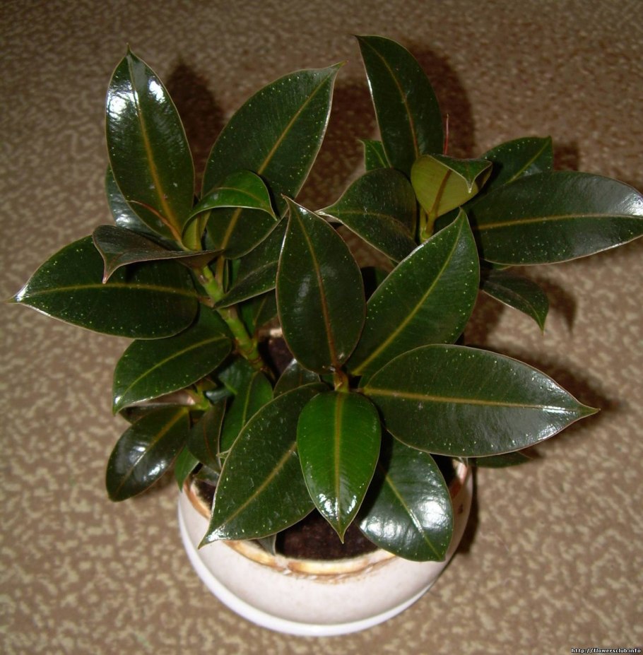 Фикус Мелани