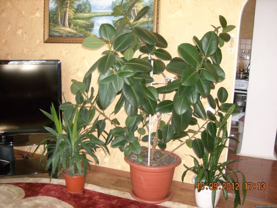 Домашнее растение фикус с большими листьями