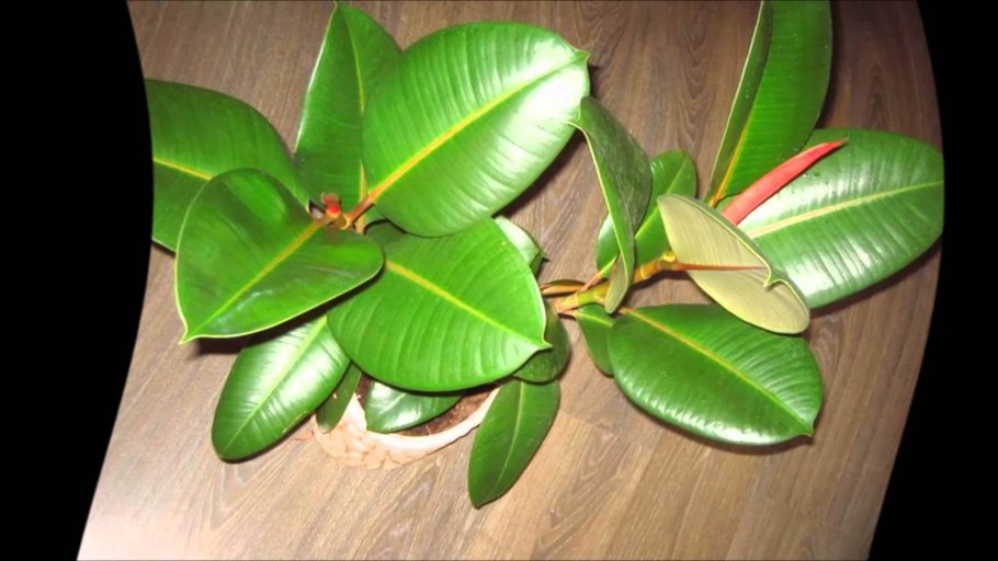 Фикус каучуконосный мужегон