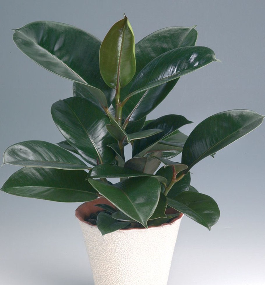 Ficus elastica Gummibaum
