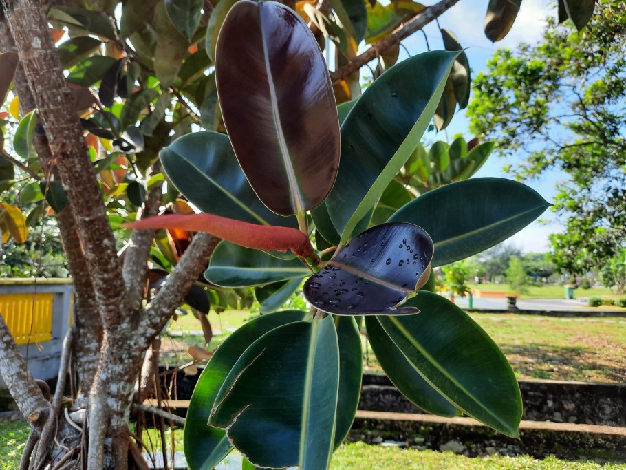 Фикус каучуконосный абиджан