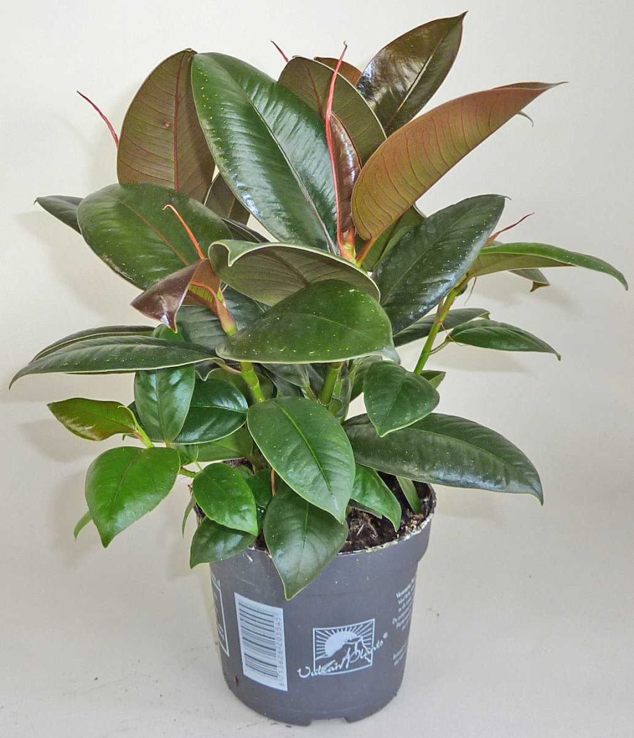 Каучуконосный Мелани