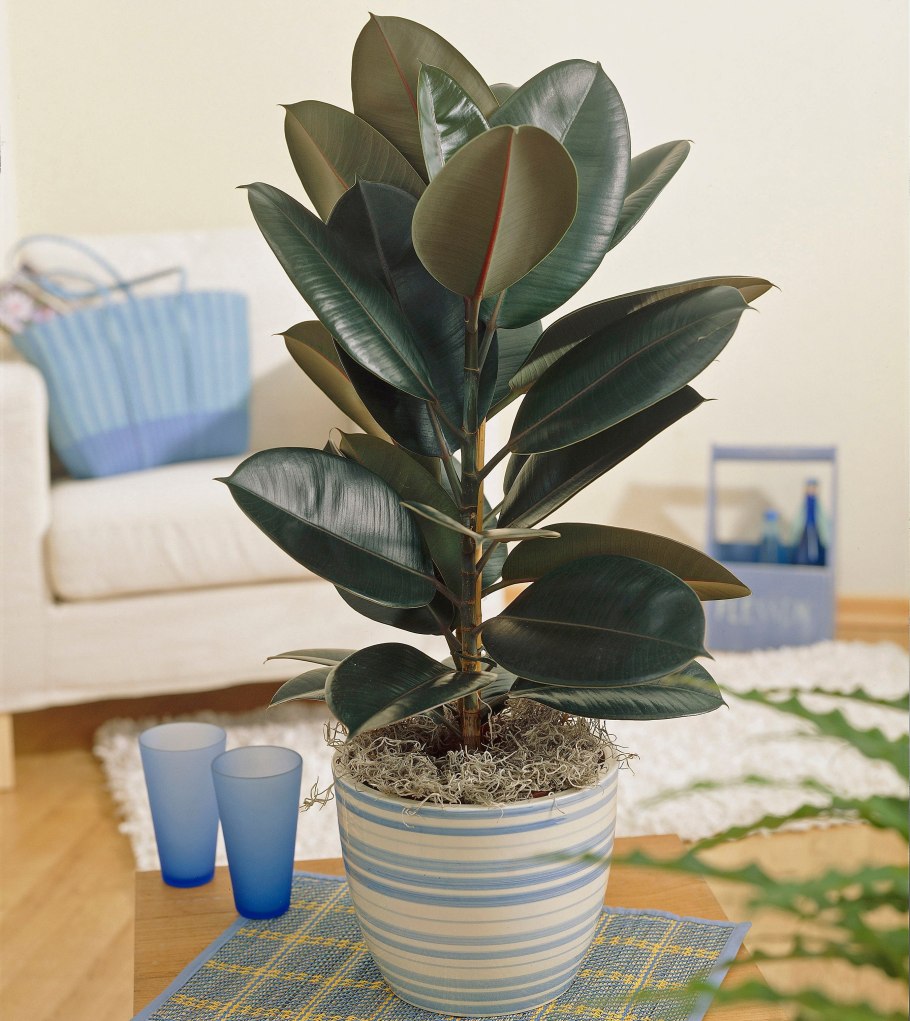 Фикус каучуконосный Абиджан