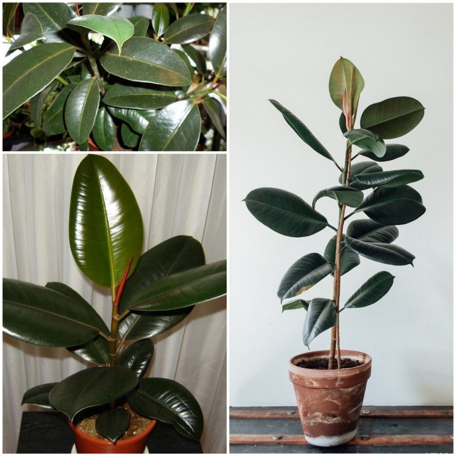 Фикус каучуконосный Бабушкин