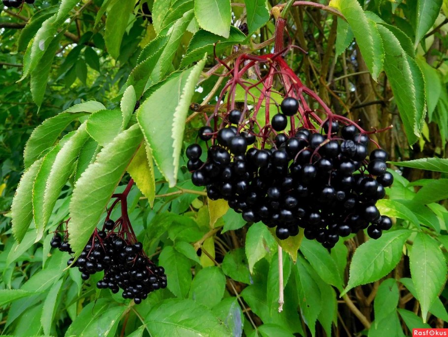 Бузина чёрная (Sambucus nigra l.)