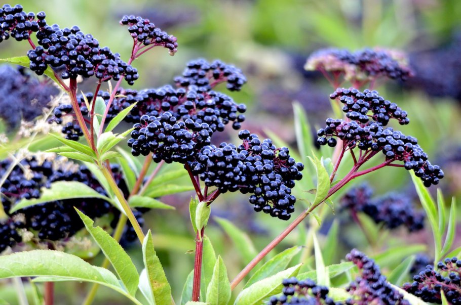 Elderberry Bush