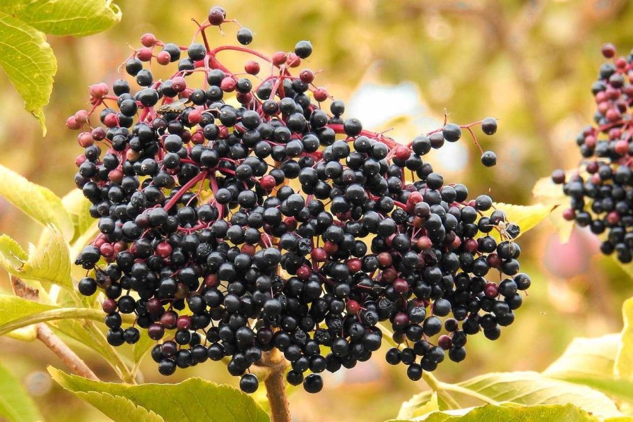 Бузина черная (Sambucus nigra)