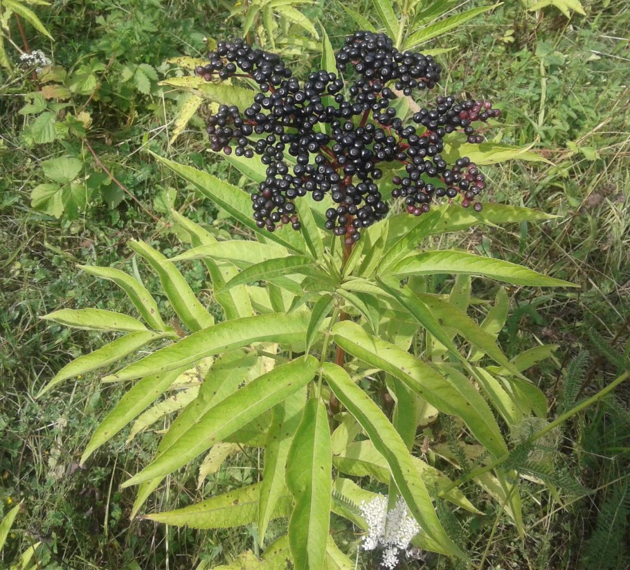 Бузина Aureovariegata
