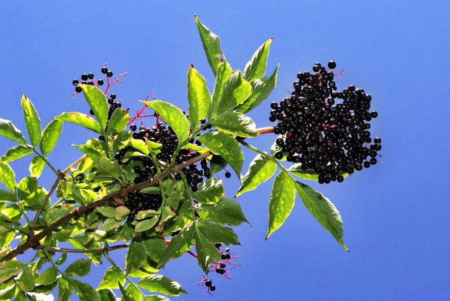 Бузина черная (Sambucus