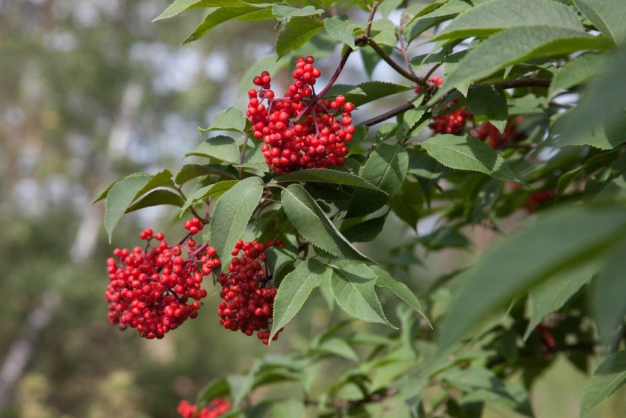 Бузина красная Sambucus