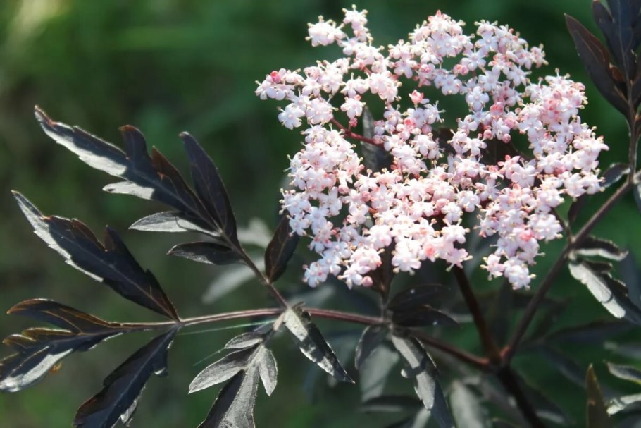 Бузина черная (Sambucus nigra)