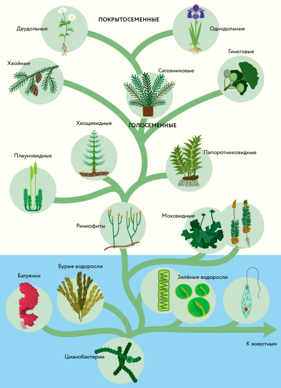 Составьте схему происхождение и эволюция растений. Этапы эволюции растений. Эволюция растений схема.