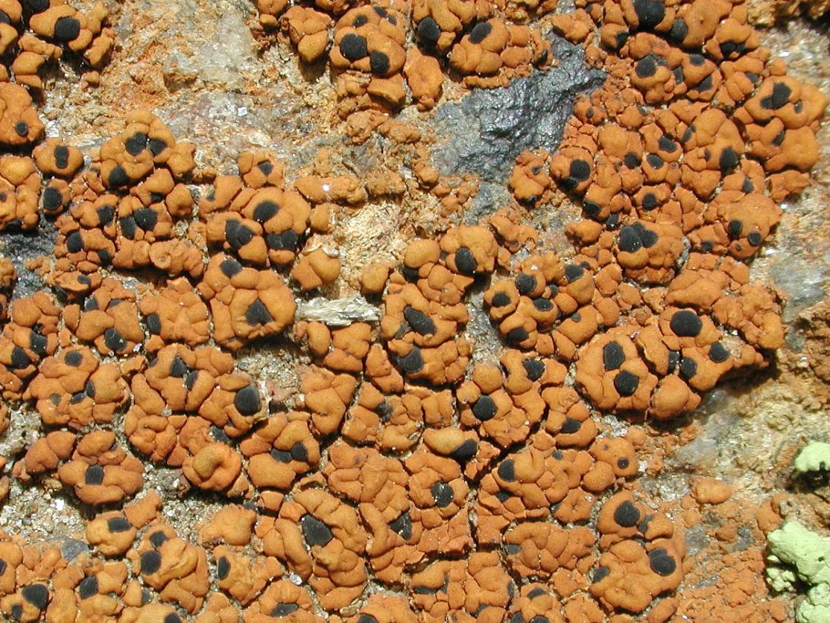 Lecidea glomerulosa