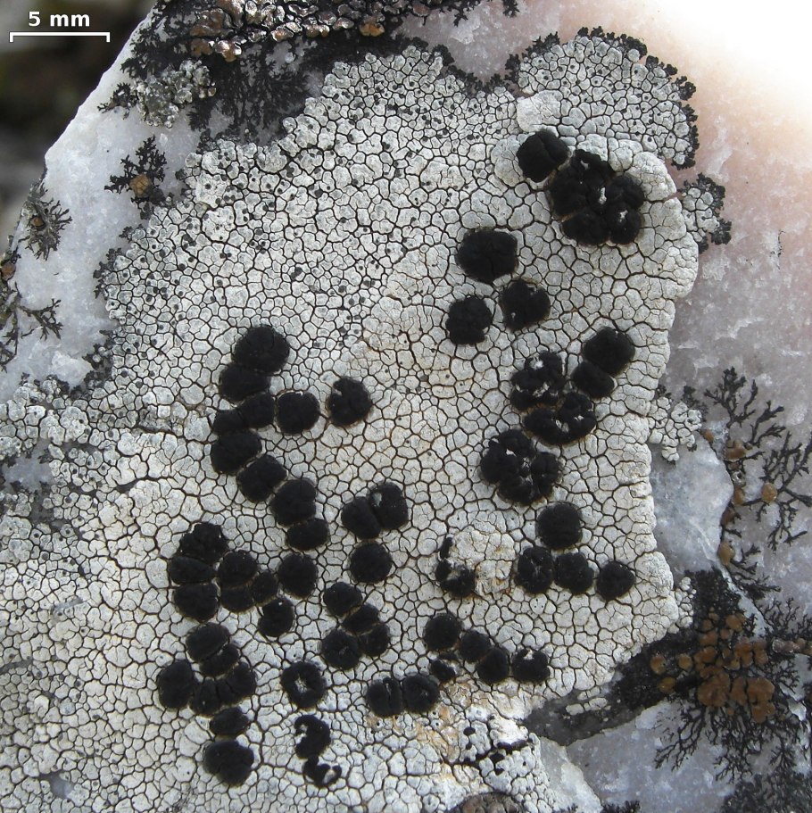 Lecidea botryosa