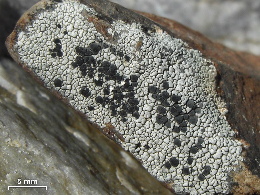 Lecidea glomerulosa