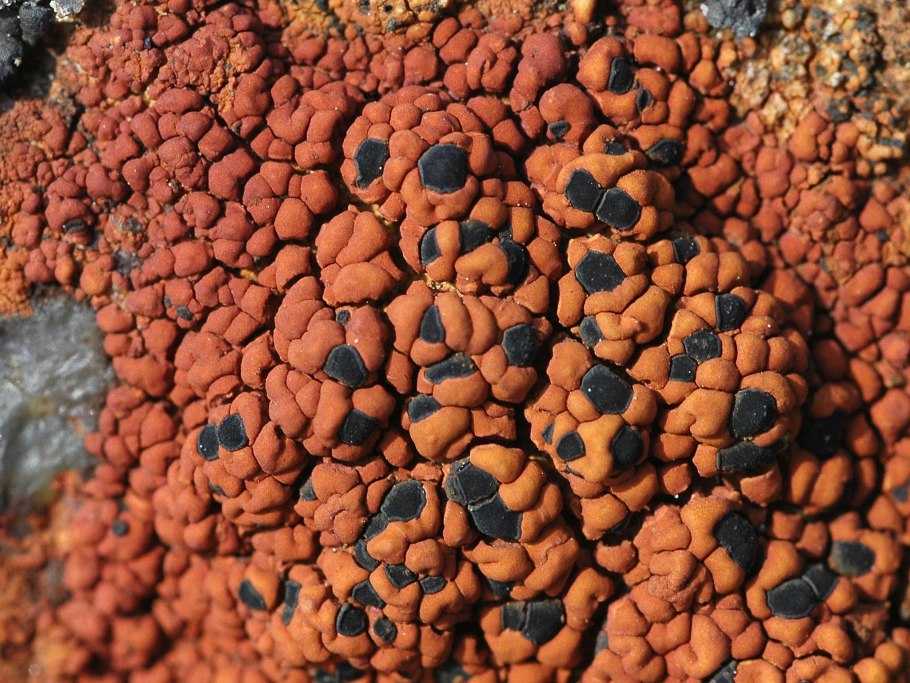 Лецидея скученная — Lecidea glomerulosa