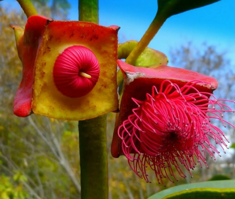 Eucalyptus tetraptera