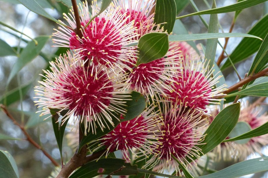 Hakea Laurina