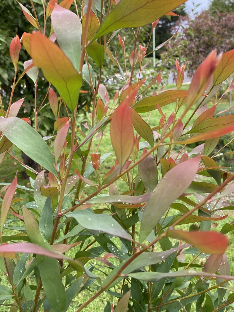 Hakea pandanicarpa