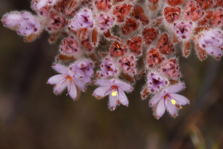 Hoya corymbosa