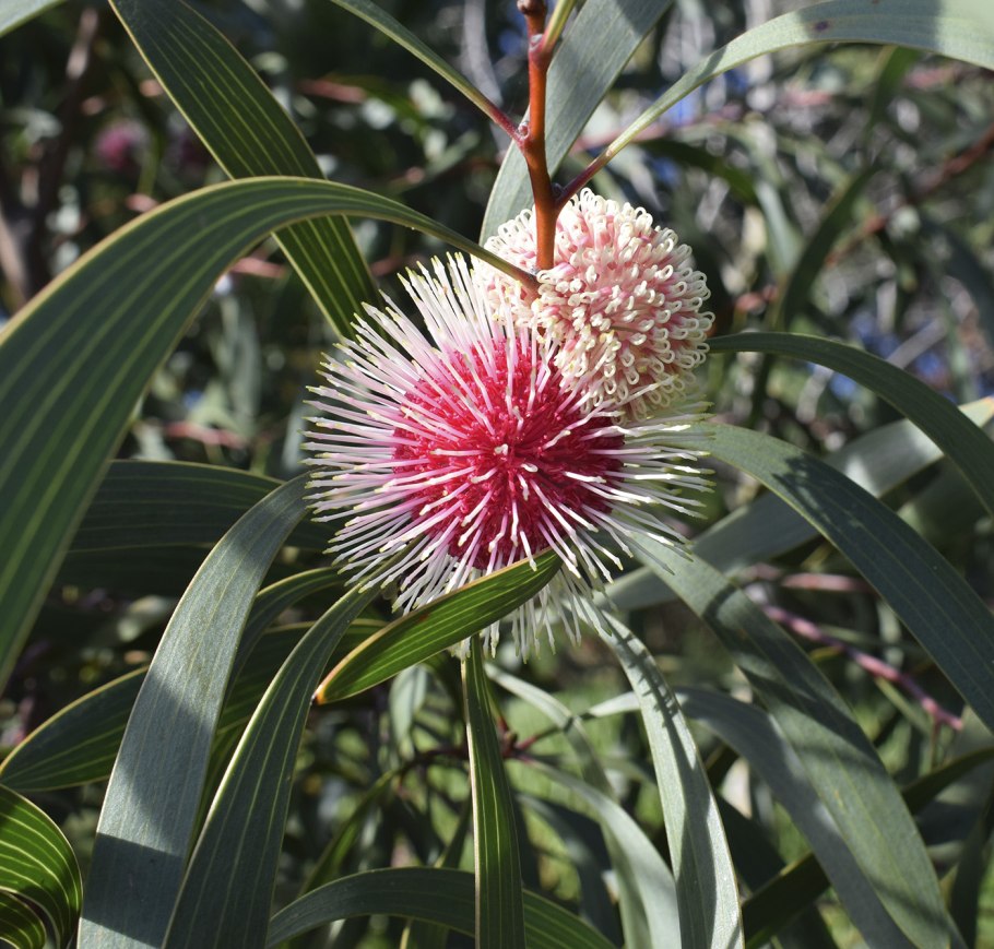Hakea Laurina