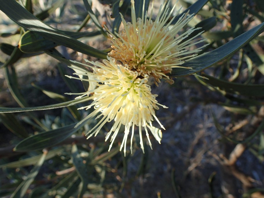 Hakea stenophylla