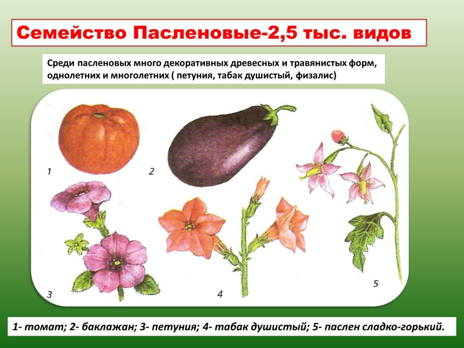 Признаки характеризующие семейство пасленовые. Двудольные семейство Паслёновые. Двудольные растения Пасленовые. Класс двудольные Пасленовые. Класс двудольные семейство Паслёновые.