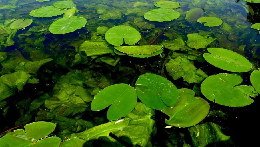 Пресноводные водоросли