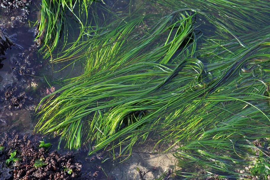 Филлоспадикс водоросль