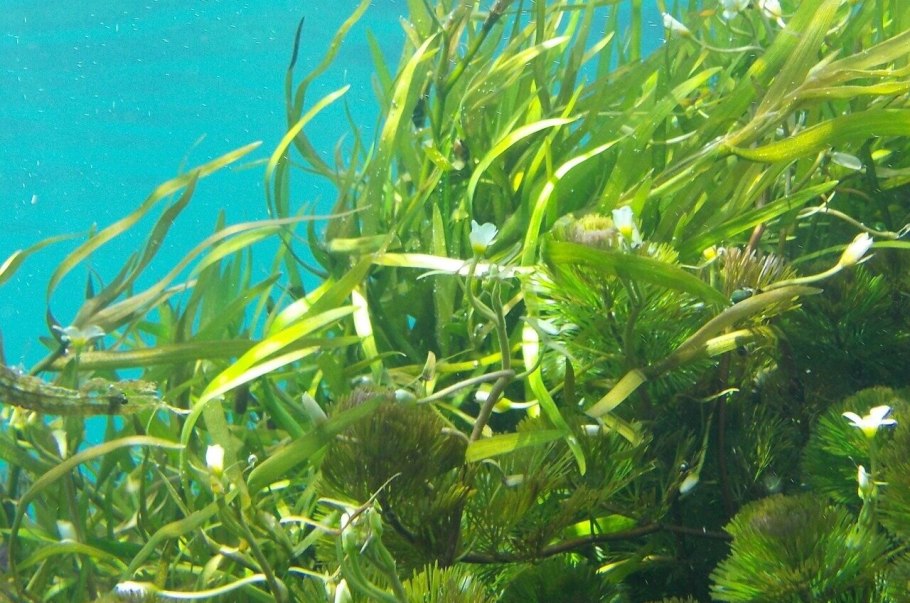 Аквакультура водорослей