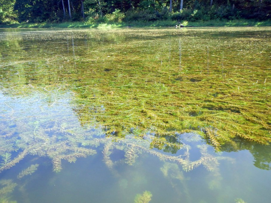 Водоросли в пресной воде