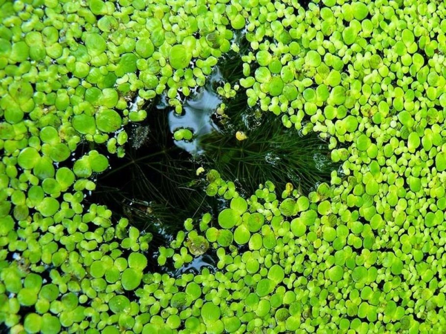 Ряска водные растения