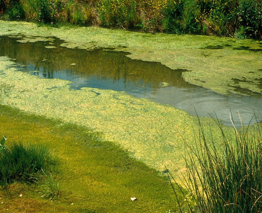 Сильное цветение воды часто приводит