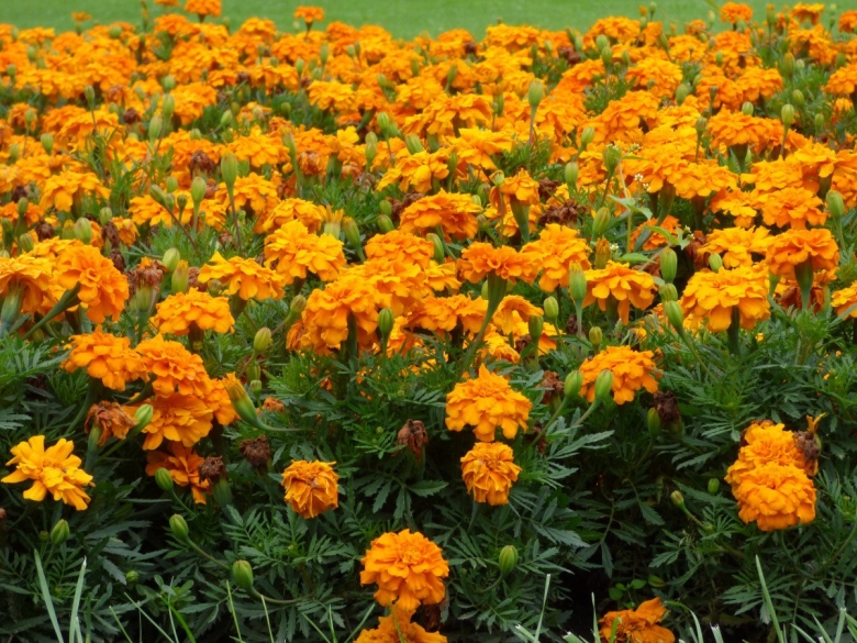 Календула низкорослая Фиеста оранжевая