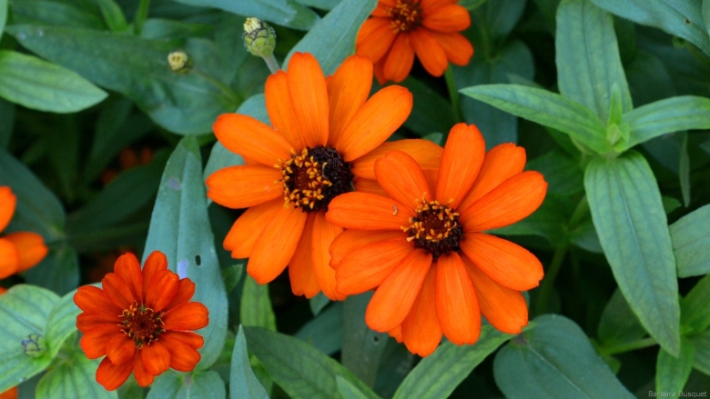 Цветы с оранжевой серединкой