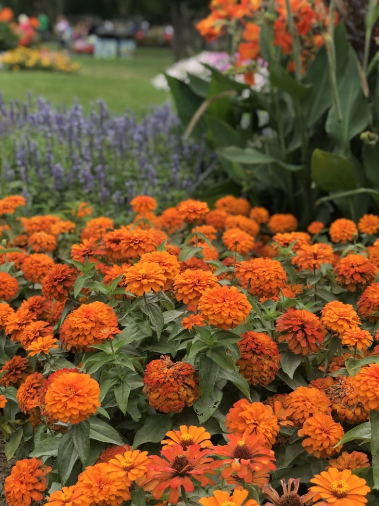 Цинния оранжевая звезда