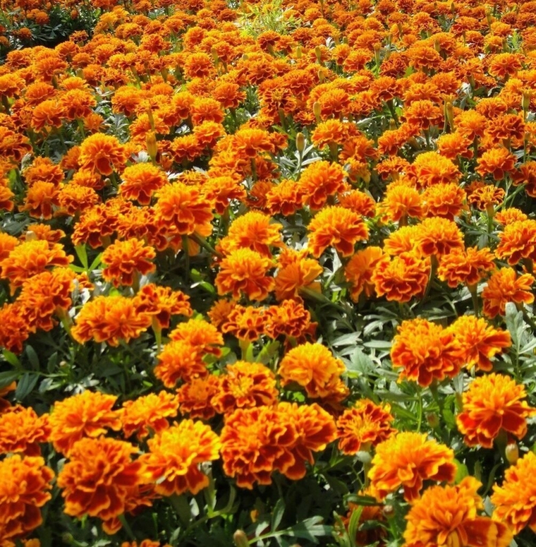 Бархатцы Тагетес отклонённый