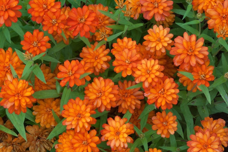 Цинния Ангустифолия