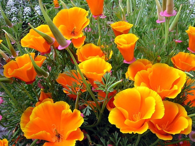 Цветок эшшольция Калифорнийская