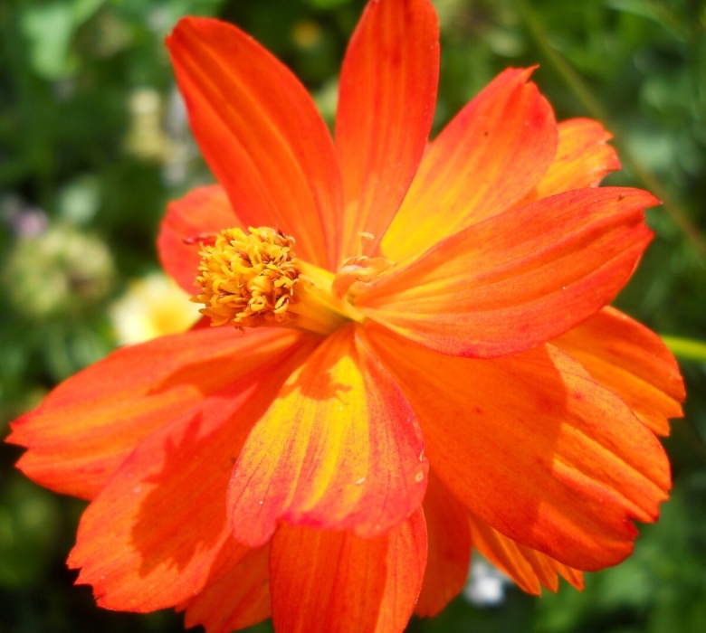 Космос цветы оранжевые