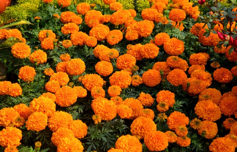 Бархатцы Лунаси оранж
