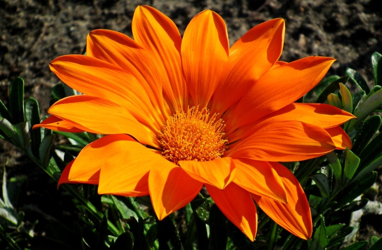 Гацания Зени оранж