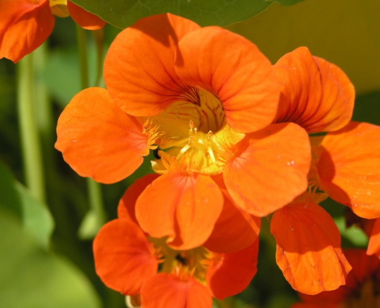 Настурция капуцин